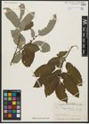 Foto von Salix aegyptiaca L.